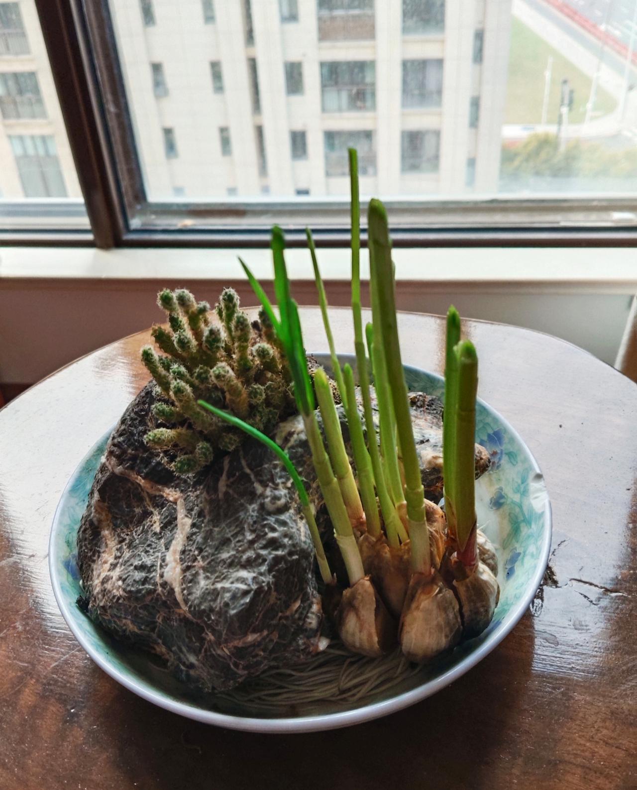 让大家看看我在家种的葱蒜，既有情趣，又可以享用，隔三差五，这小东西长得可快了，我