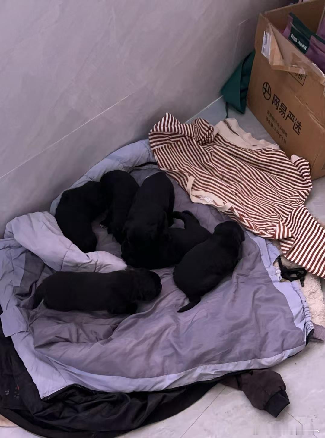 日渐长大的小煤球🐶 