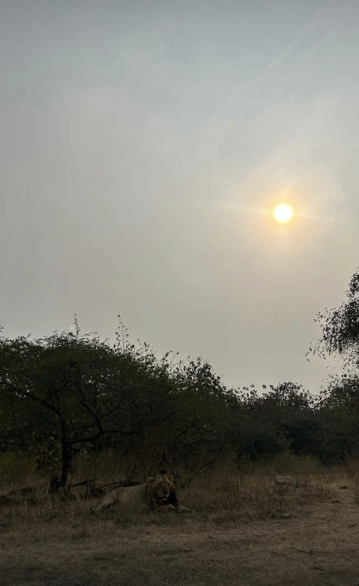 今天的布帕特。昏昏欲睡😪中💤