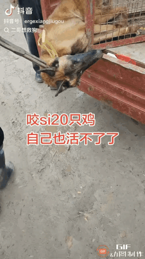 别被情绪冲昏头！黄狗咬死20只鸡，主人一气之下卖给狗贩子，看似解气，其实最该反思