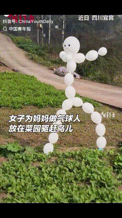 “太有才了！”四川一女子看到妈妈在菜地里唉声叹气，询问后才知道，老人家辛辛苦苦种