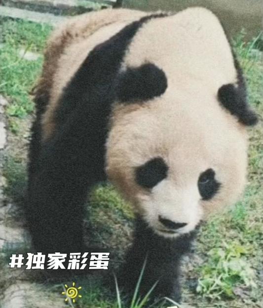 这只曾经瘦得让人心碎的熊猫，现在变成了圆滚滚的 “小仙女”，每一斤肉都写满了爱与