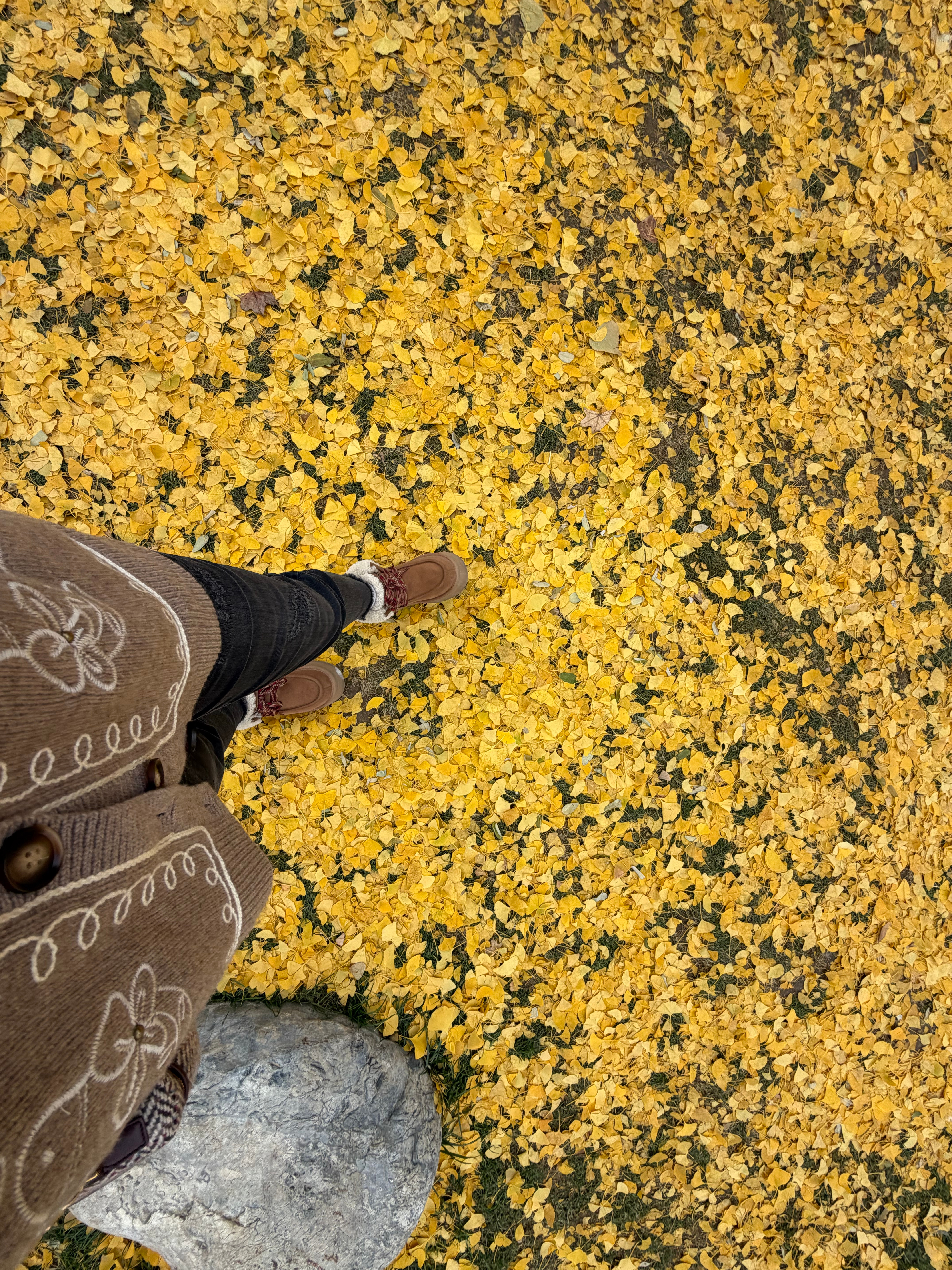 🍂日常分享  ​​​