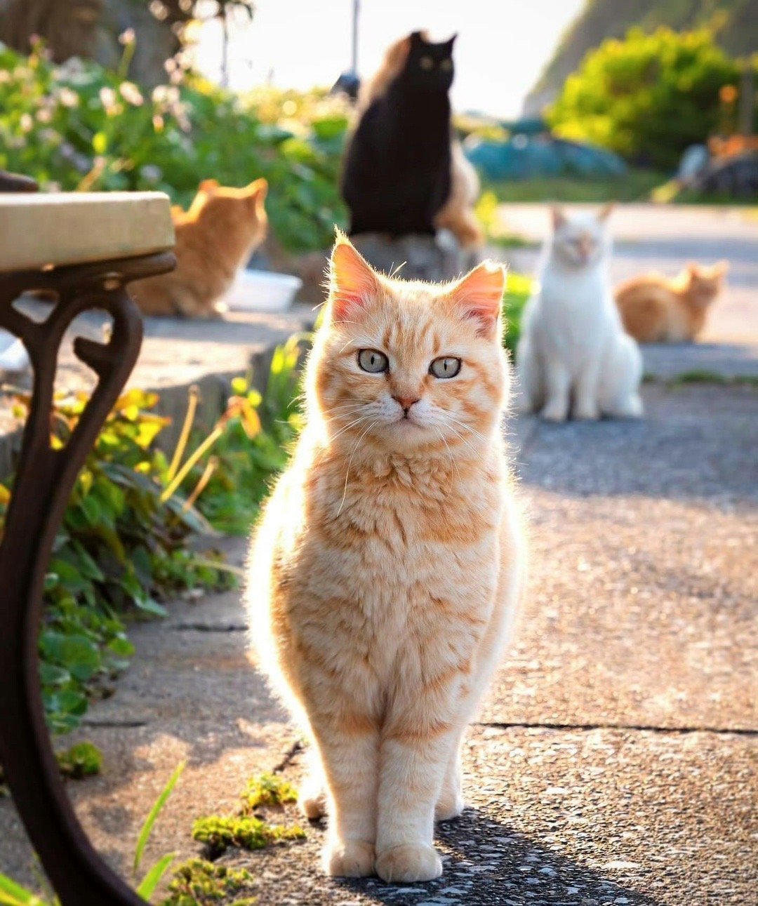 遇见橘猫会暴富，特别灵 ​​​