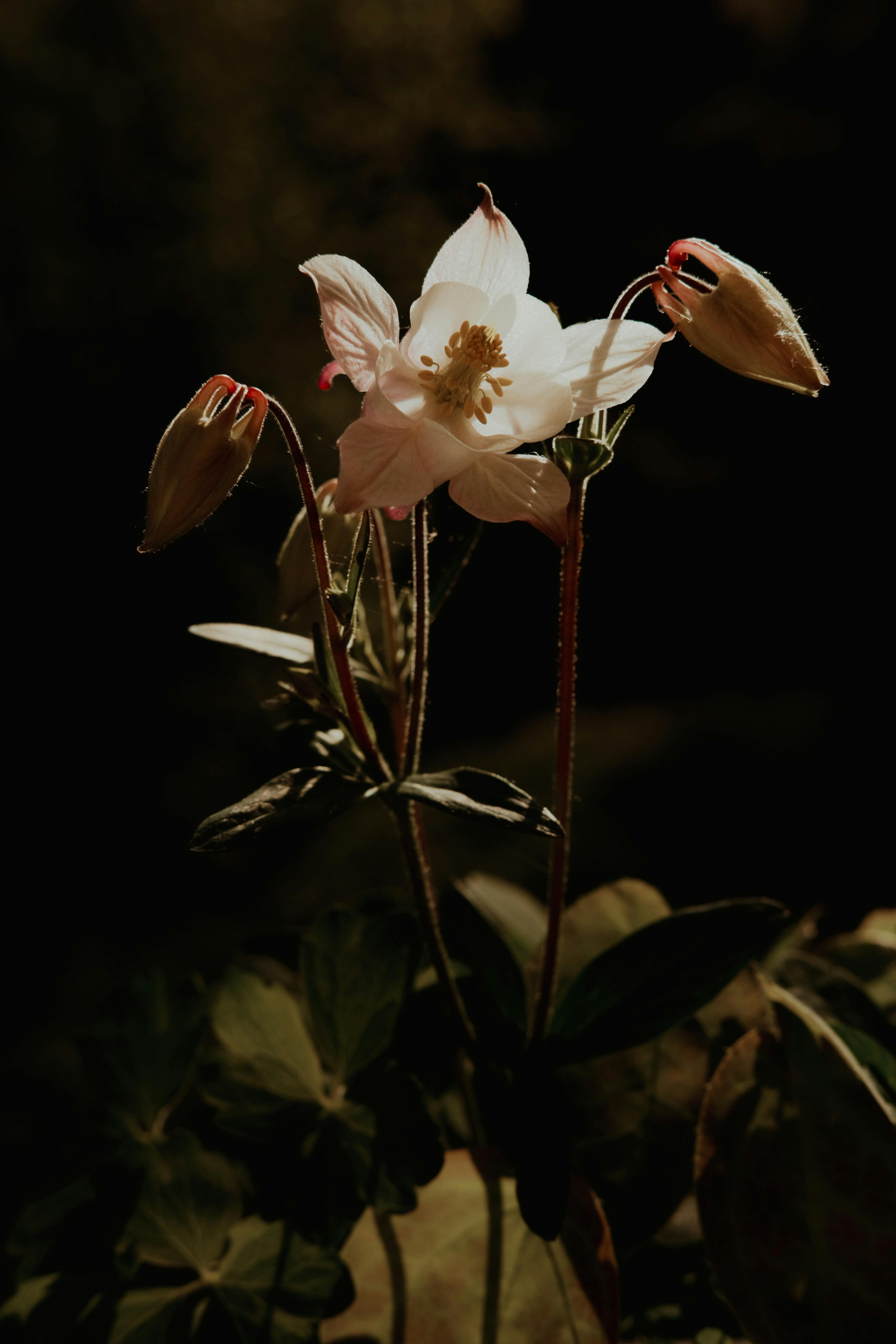 老规矩，睡前一更。明日甲辰  己巳  丁丑，这是一个比较容易给人带来小惊喜的日课