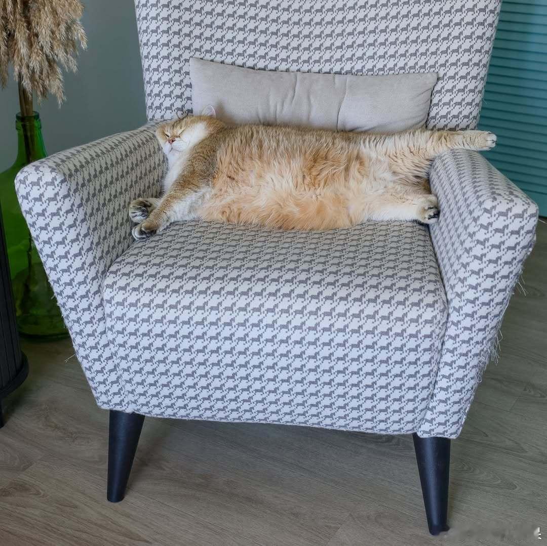😴cr：Hosico Cat ​​​