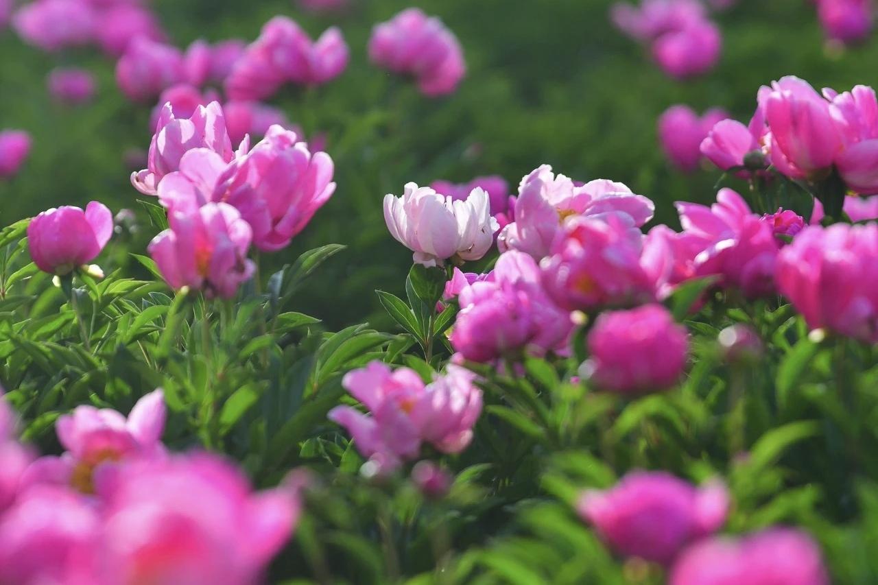 ＃发一张你相册最近拍的花＃
   近日，朔州人民公园的芍药如期绽放，重重叠叠的花