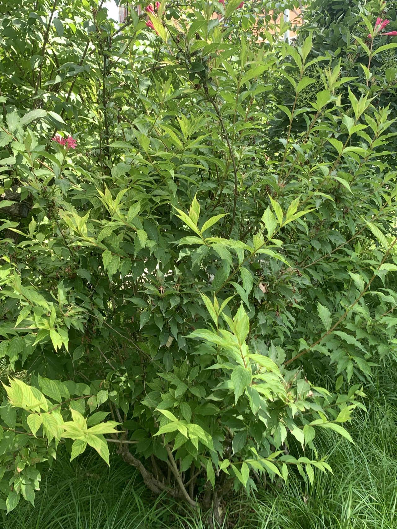 红王子锦
红王子锦是一种开花特别艳丽的落叶灌木，花色鲜红如锦带，‌花期很长且好养
