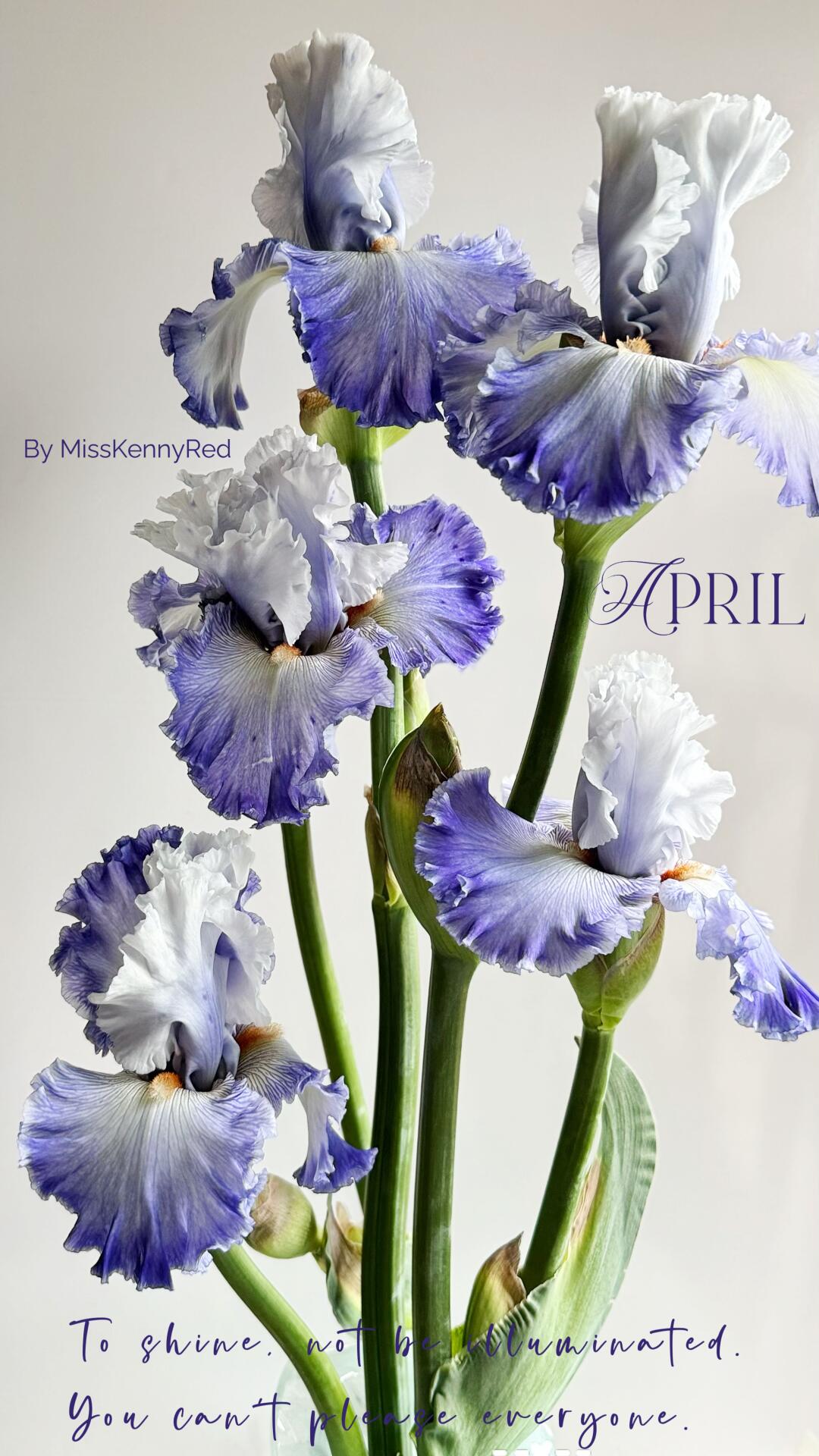 群开的德国鸢尾⑧｜空中赌客