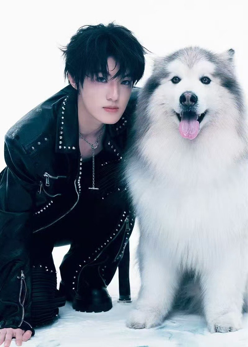 张泽禹摸阿拉斯加张泽禹摸狗 张泽禹摸狗 