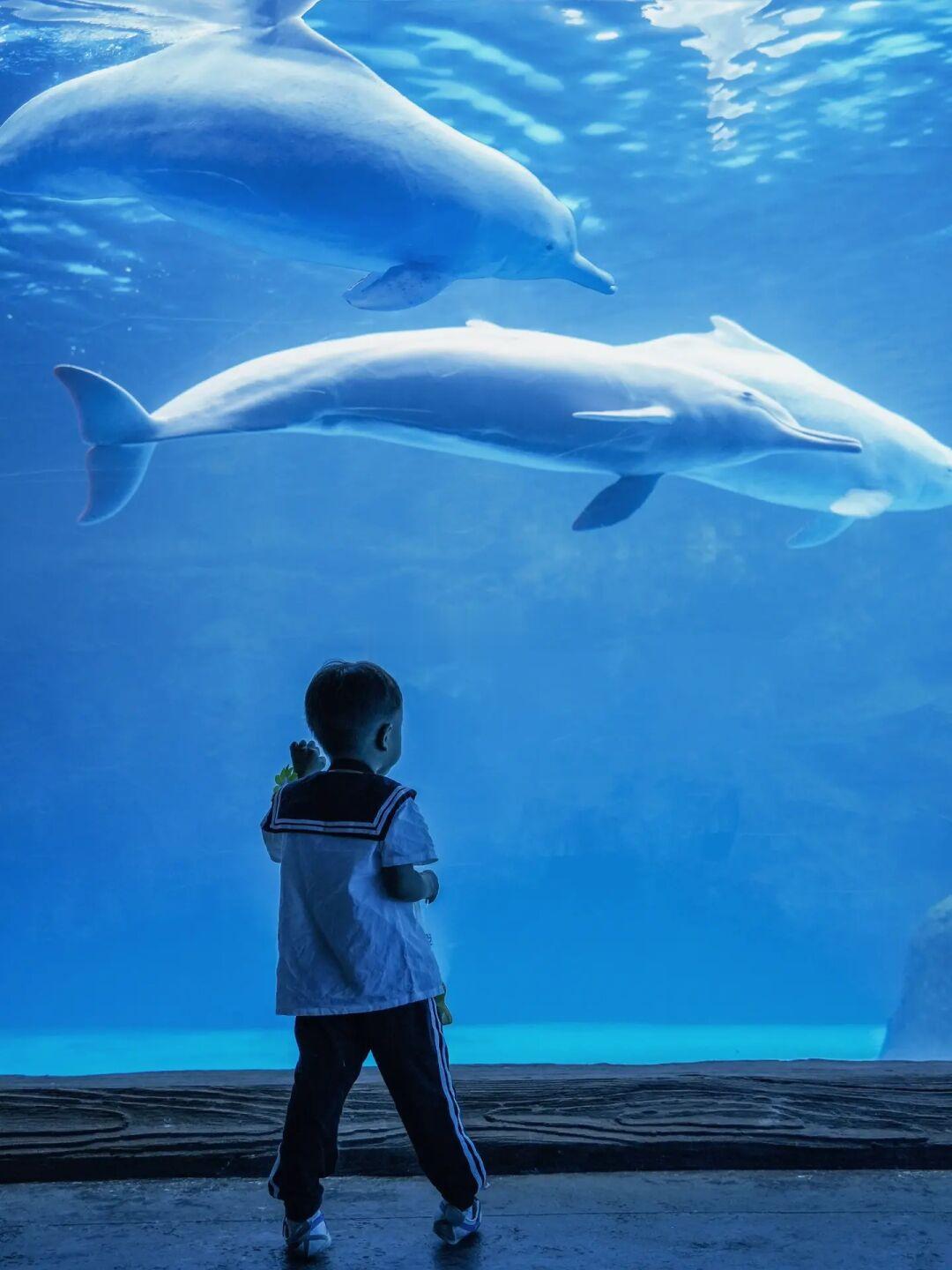 长隆海洋王国的海豚湾你玩透了吗？🐬附攻略