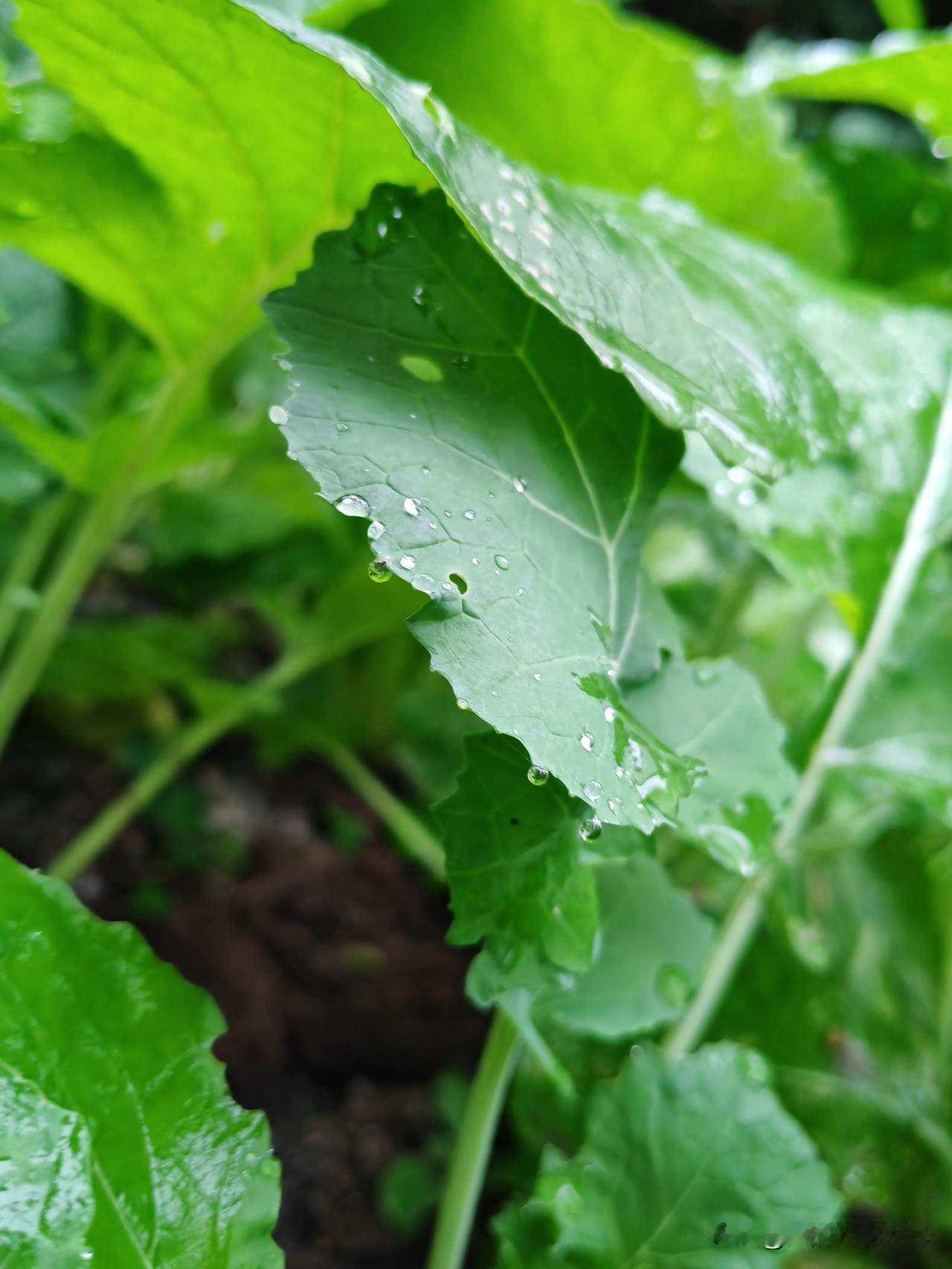 冬天的雨水带着寒意，但也带来了生机，今天上班的时候，看见办公楼下开荒种的小菜绿叶