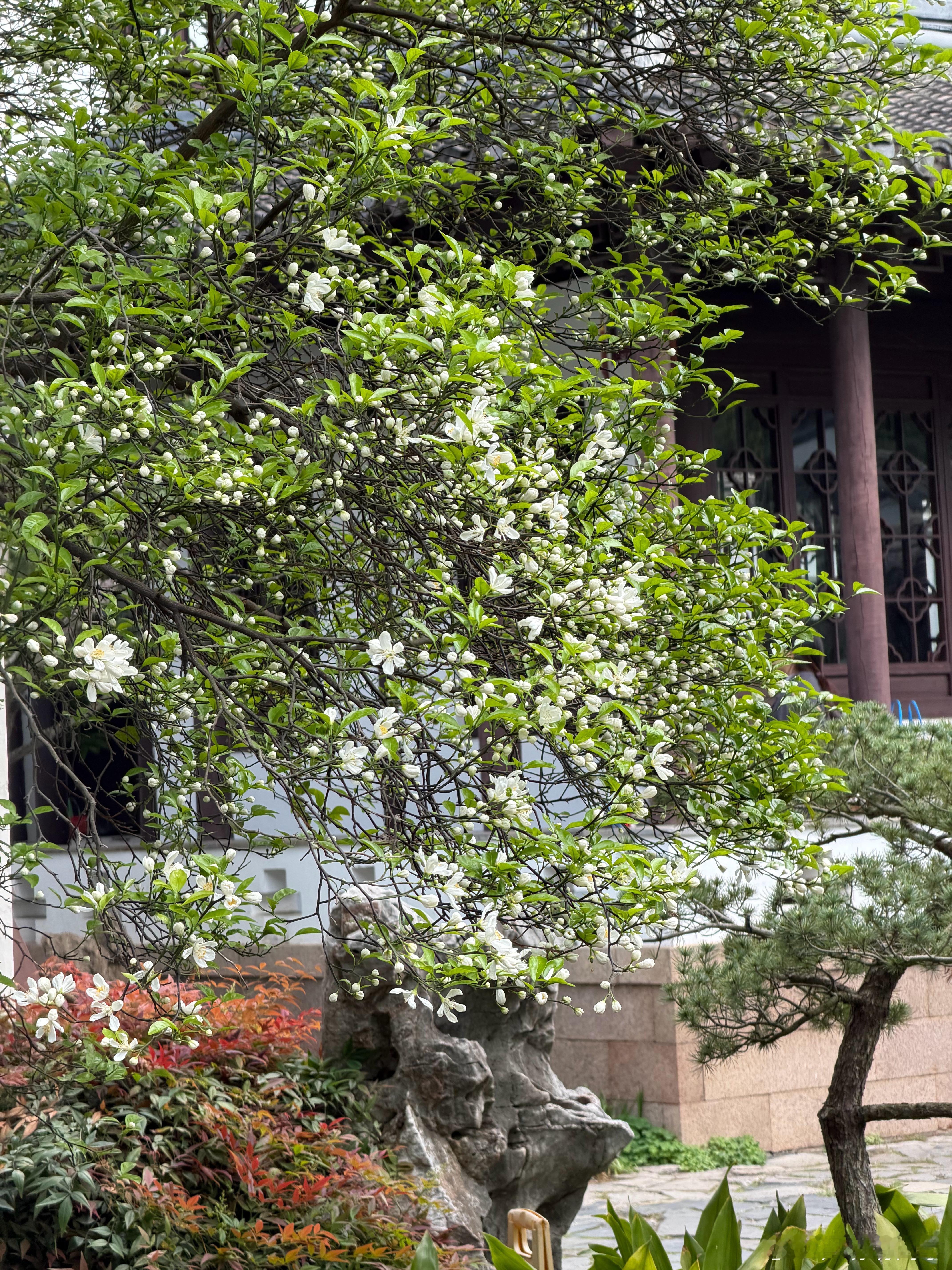 陈香圆 南京·瞻园