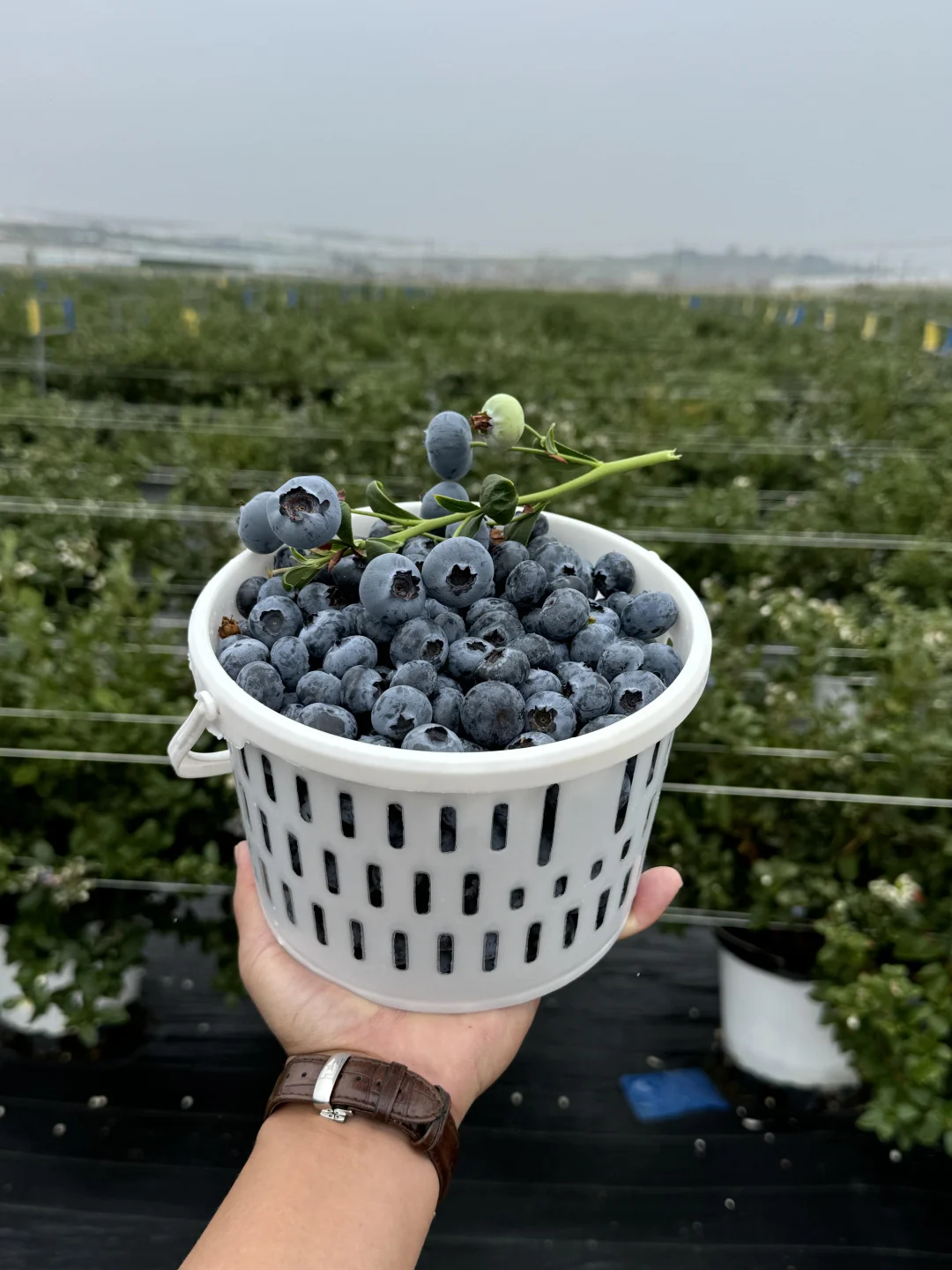 花香蓝莓口感巅峰期40一桶，错过就等明年了！