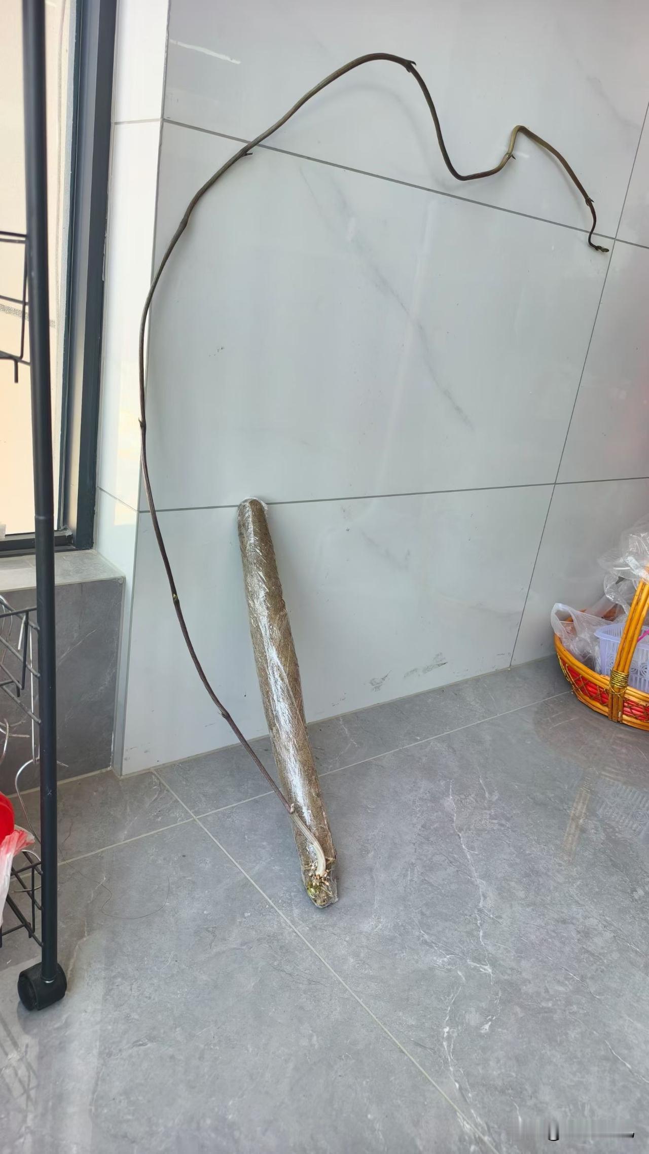 两个多星期前买的山药，放在角落里忘记了，然后，这是想安家落户的节奏吗[笑哭]