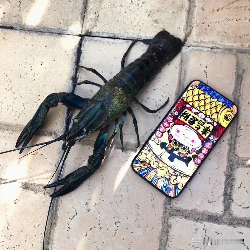 AI“养龙虾”热潮能持续多久