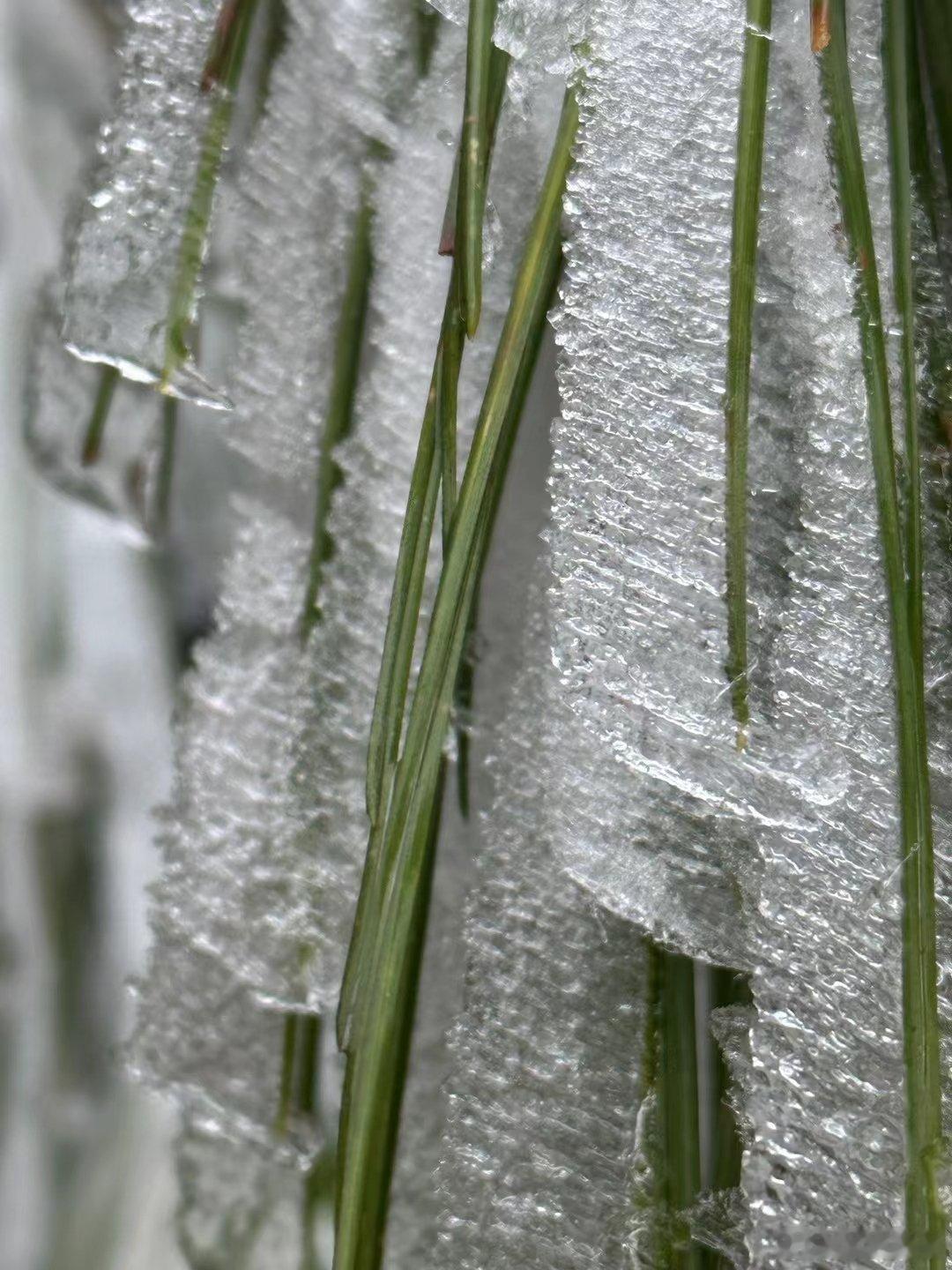 阳春三月的雪，简称春与雪！ ​​​