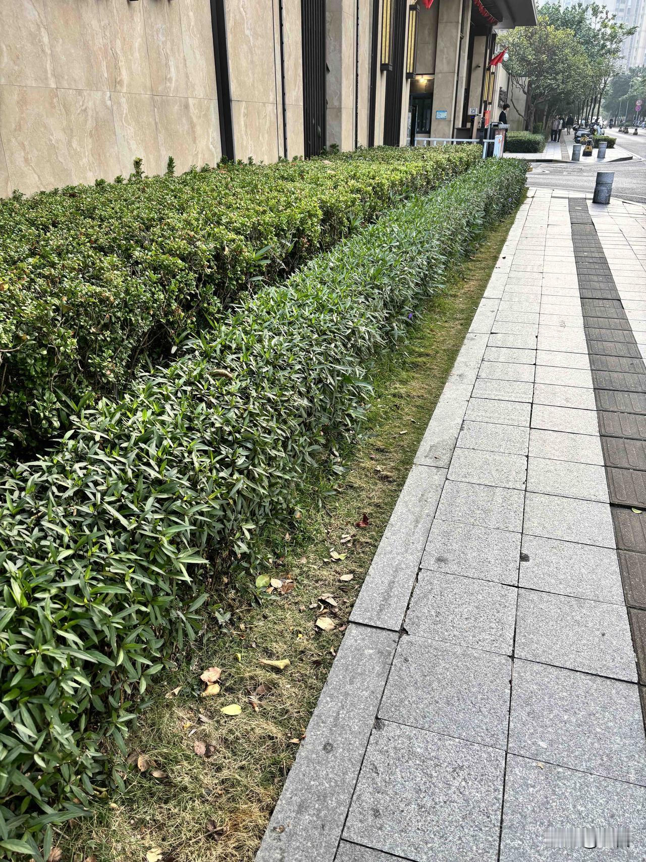 2026年第一天，作为业主，还是要表扬一下龙湖物业，知道维护脸面，小区外面的绿化