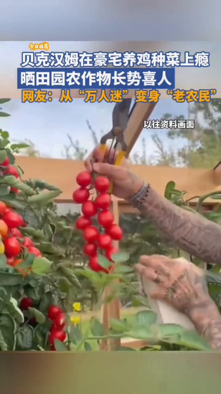 今日推荐：贝克汉姆在豪宅养鸡种菜上瘾，晒田园农作物长势喜人。
网友：从