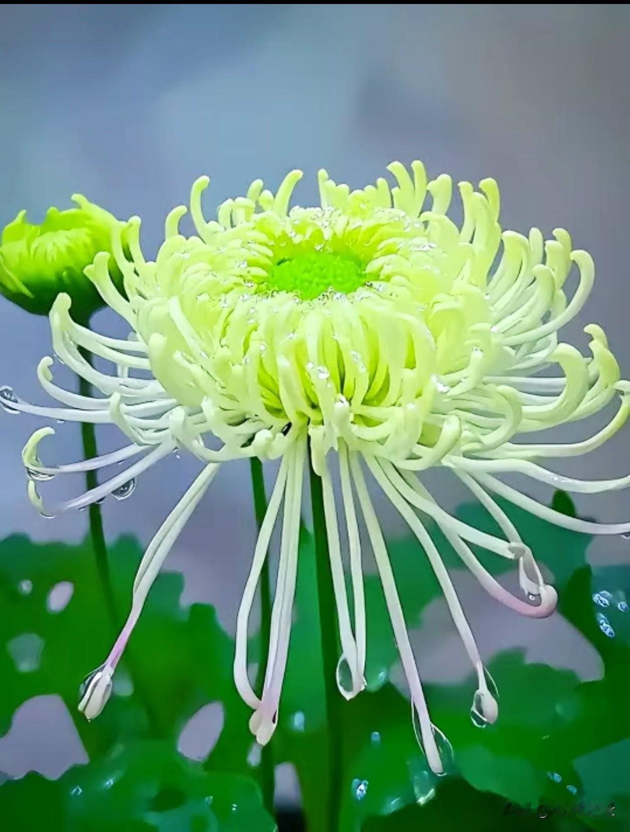 清绿丝菊垂着晶莹水珠，粉紫菊舒展卷曲花瓣，大丽菊温润饱满，各色繁花在秋风里静静盛