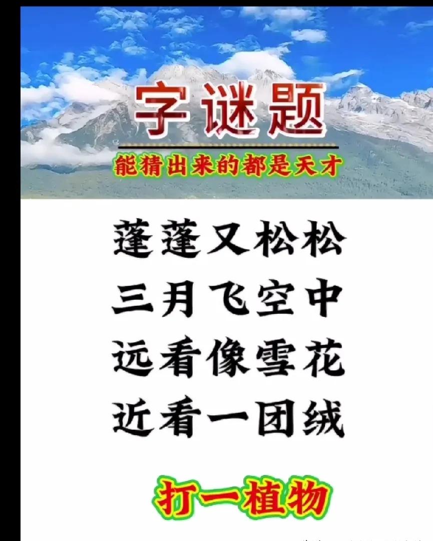 这道植物谜语，99%的人都猜错。

别再傻傻以为是棉花了。

春天一到，天上就飘