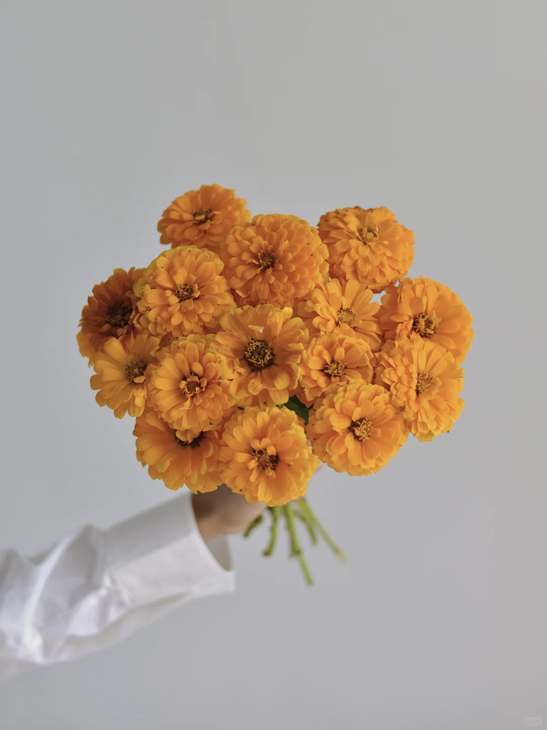 百日草·橘子香水