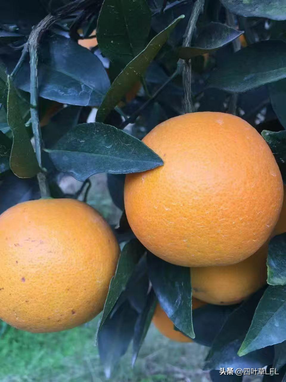 橙黄满枝头，丰收喜气浓。树上挂满又大又甜的橙子，看着真开心。