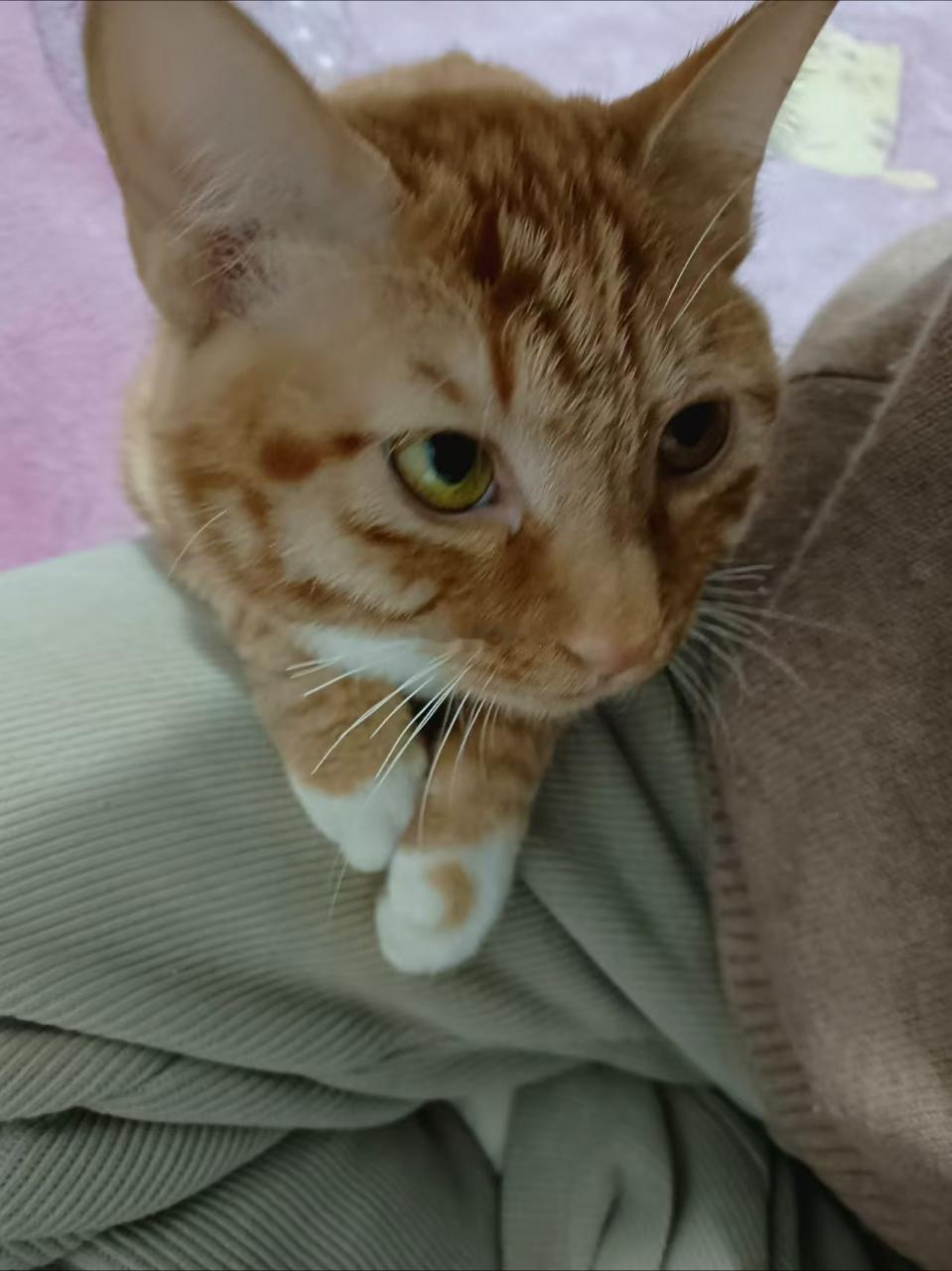 闺蜜家的小黄猫，别看他个头小，可厉害了！闺蜜跟我说，当时她正躺在床上玩手机，她家