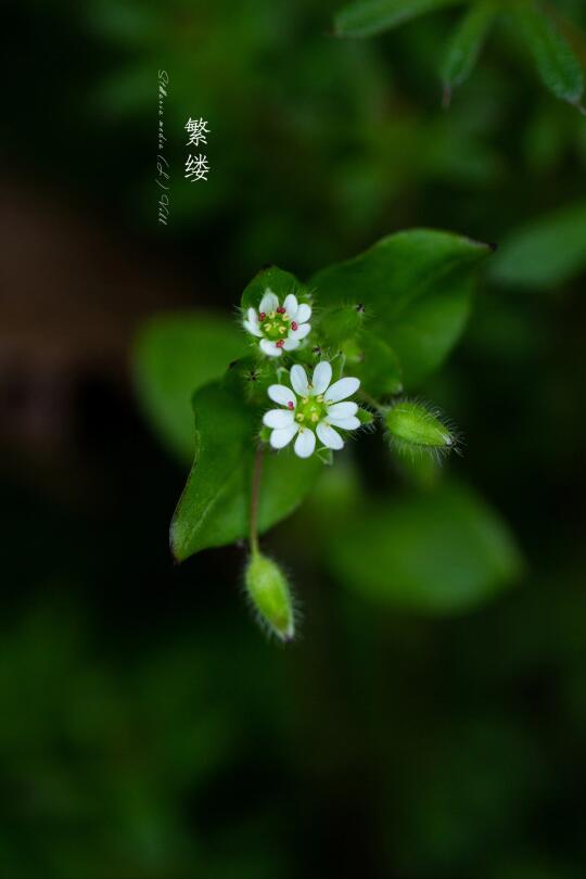 繁缕｜Stellaria media (L.) Vill.