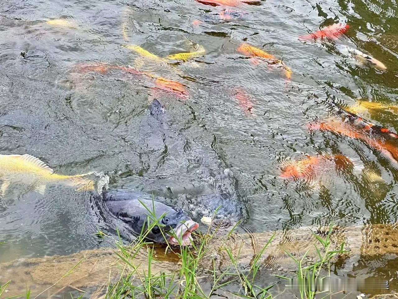 最近刷到趵突泉的保安拿着鲤鱼的尸体喊着不要给鱼喂食，鱼都给撑死了

别说还真别说