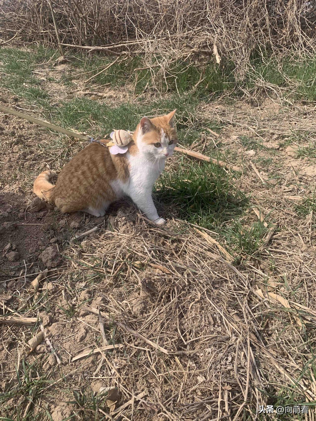 带社恐小猫到田园来玩，一副没见过世面的样子。爬着走路，一走三回头，估计把孩子吓坏