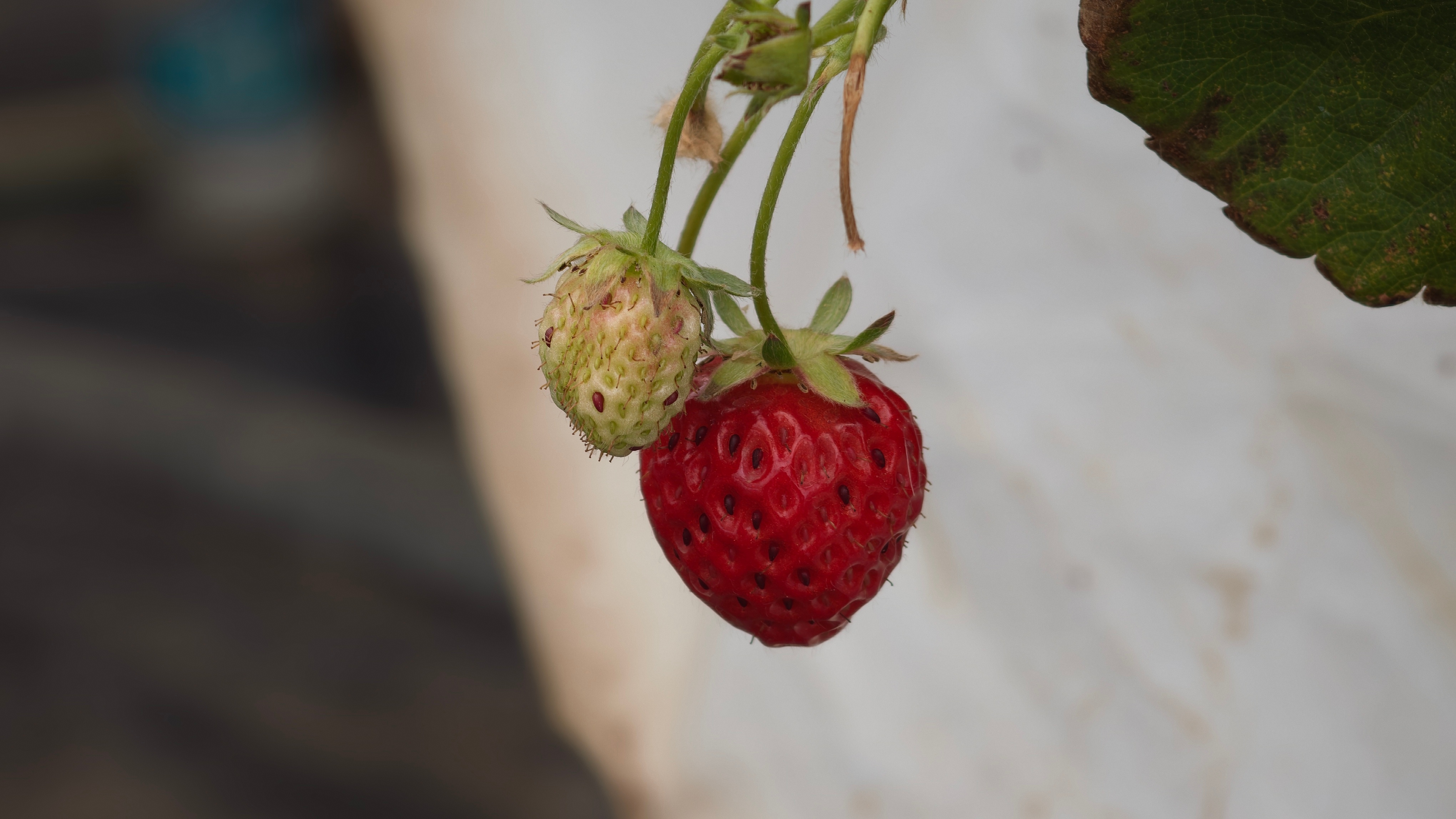 小米食堂发布小米冰激凌小米连冰淇淋都玩标准版、Pro、Max分级，把数码命名套路