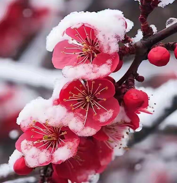 雪梅吟
驿外琴湖数棵梅，
玉湖倩影鹊翩香。
雪压青松冰裹梅，
阳照翠竹梅绽芳。
