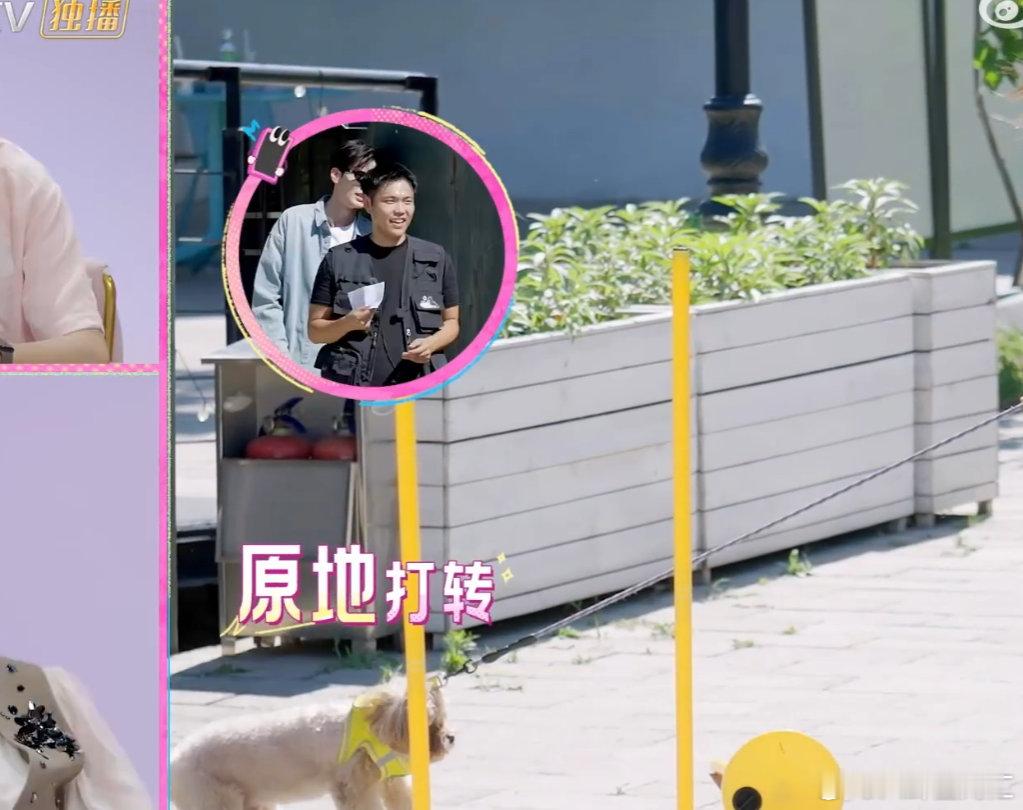 狗界障碍赛考的是张予曦实锤了！张予曦信心满满带狗参赛，结果狗全程摸鱼，她忙前忙后