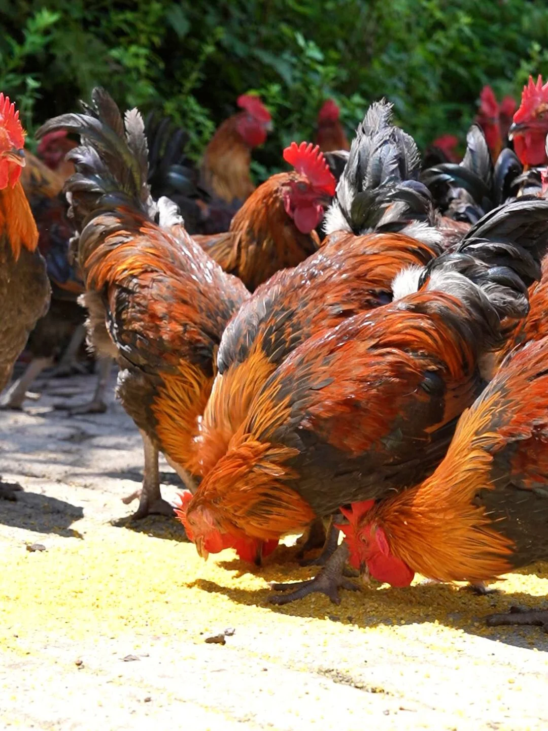 大道至简，用最真诚的态度养土鸡