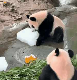 小月亮将来是不是上清华北大的料？毋庸置疑，月亮公主肯定是博士后，而且很有可能成为