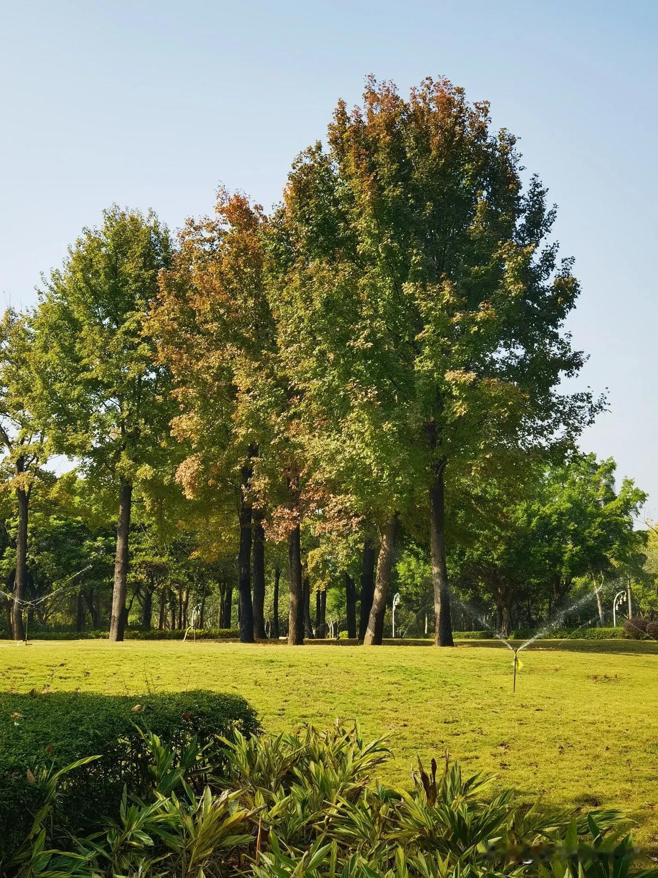 冬日生活记录午间去公园，游人很少见，风景真不错，就是有点旱。