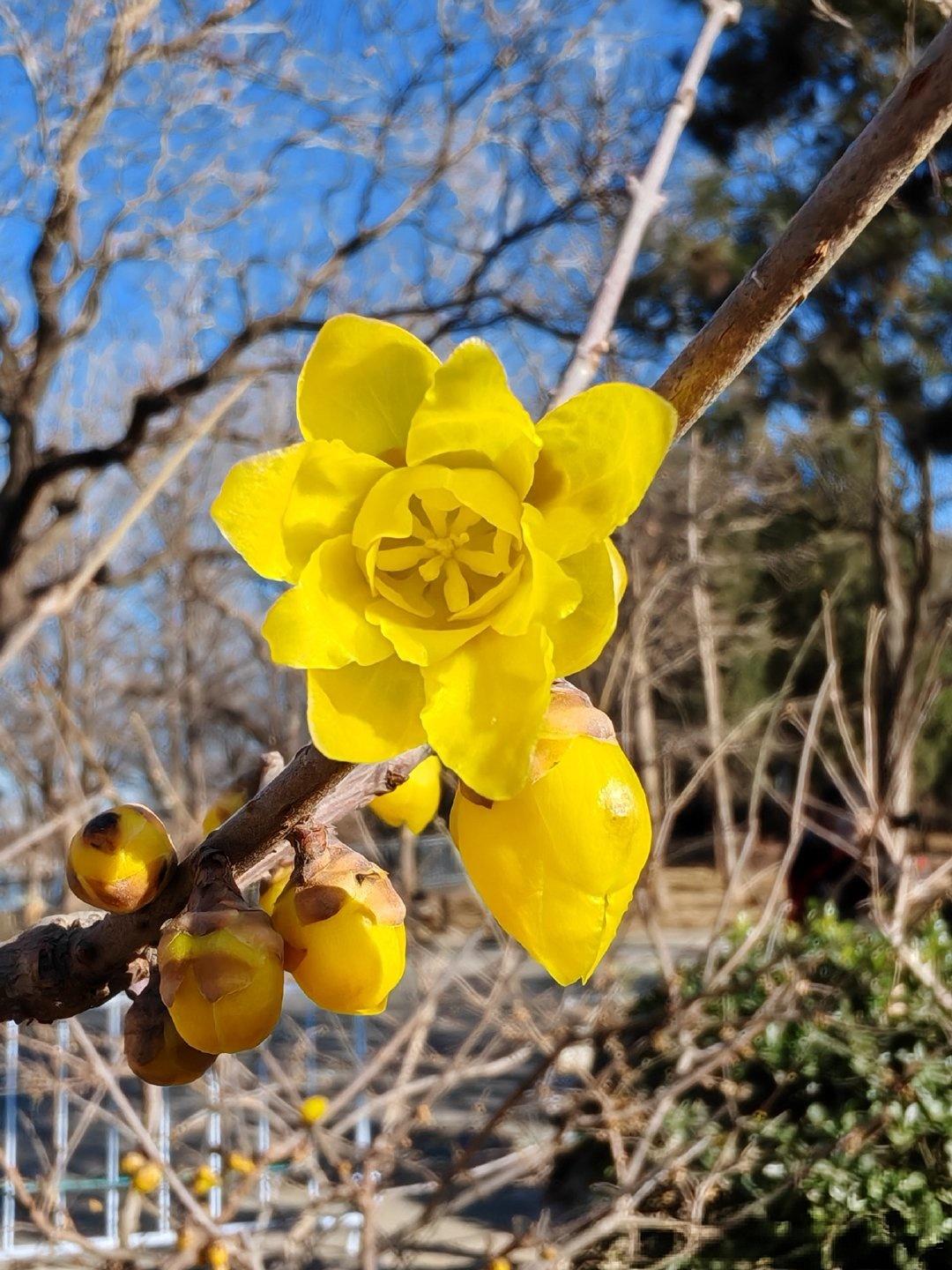 腊月确实是一年中最寒冷的时节，但也是腊梅花绽放的季节。腊梅在严寒中傲然开放，散发