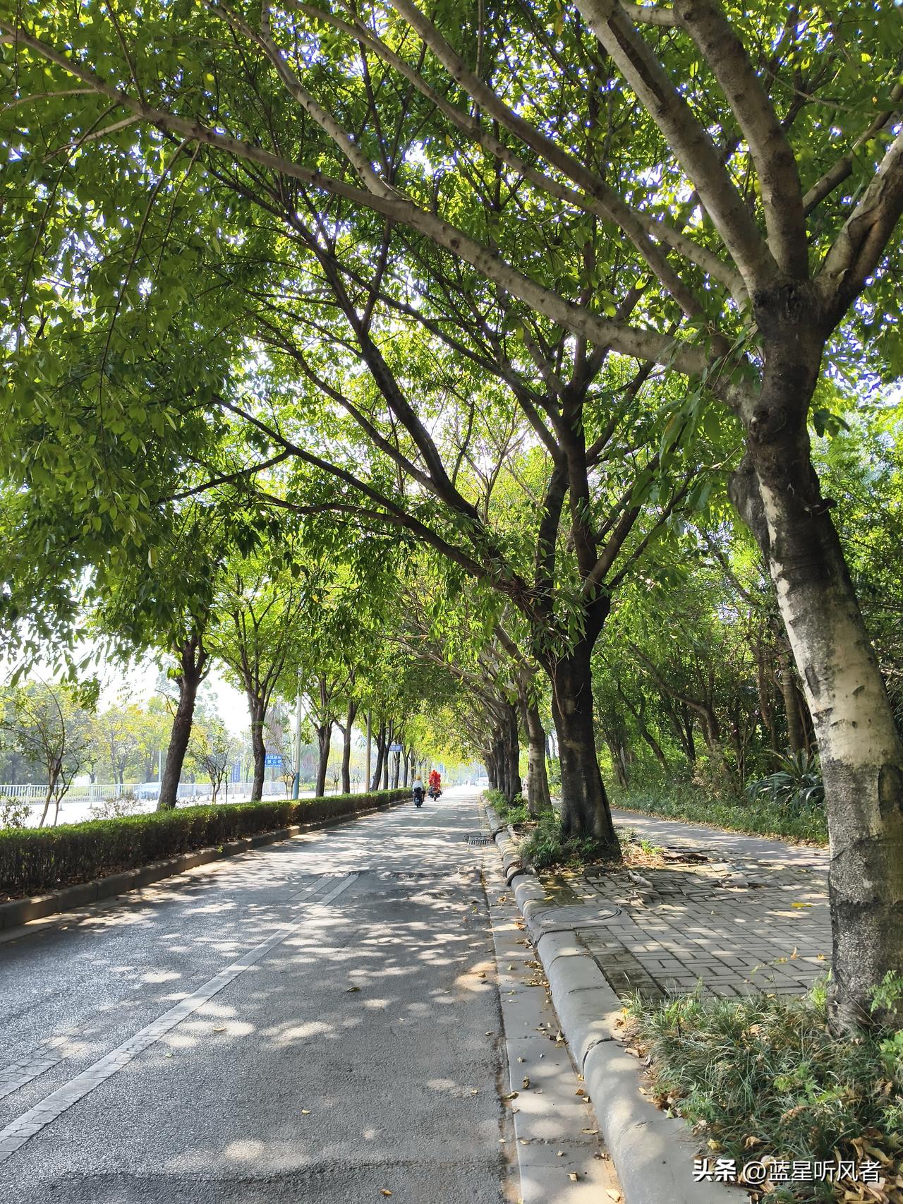 这还是秋天吗？走在路上，恍惚以为闯进初夏
 
原以为入秋之后，该是凉风习习、黄叶