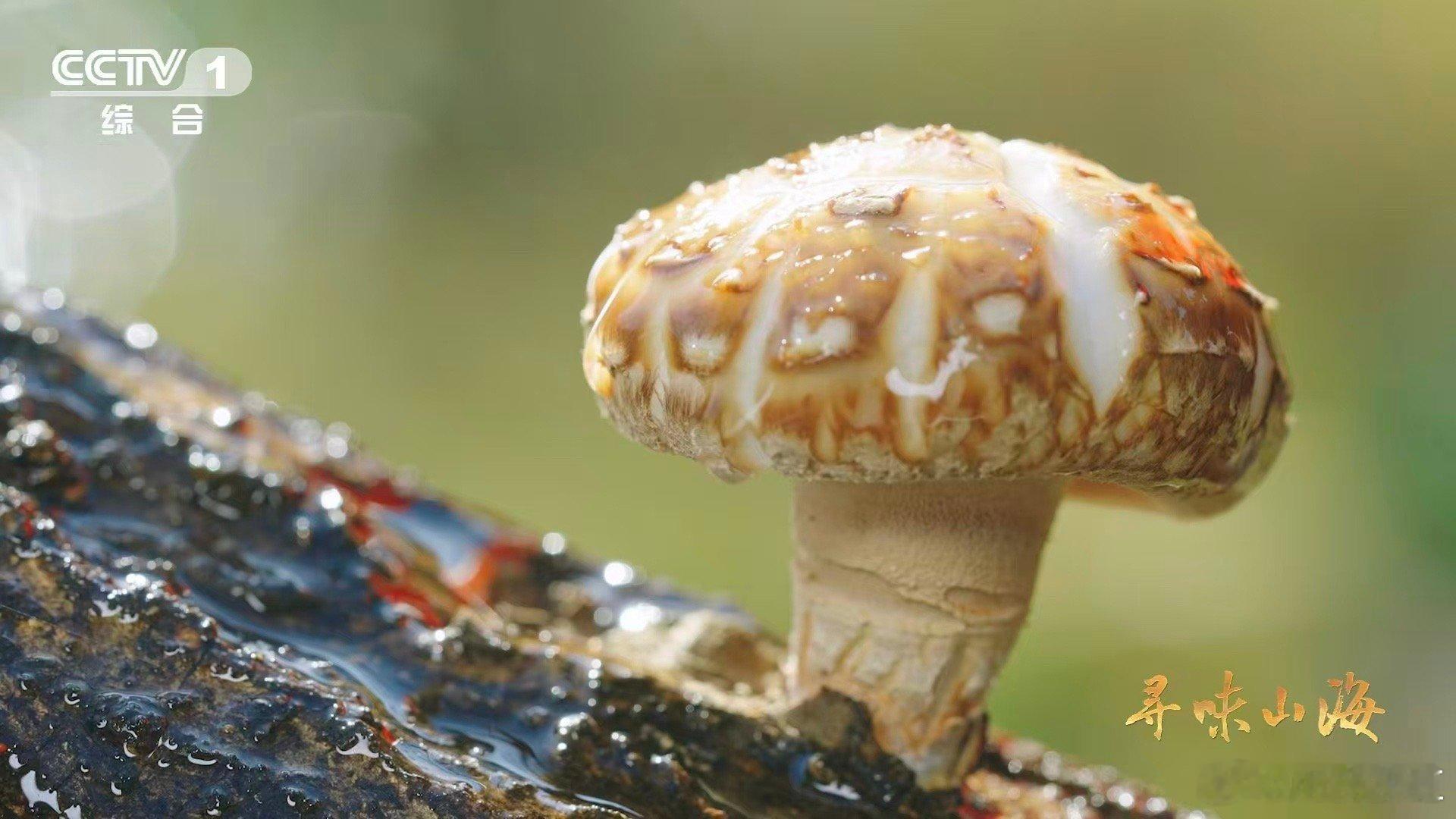 干香菇鲜香菇哪个更好吃 干制让风味凝练成诗，鲜食使本味舒展如画。随州花菇用两种形