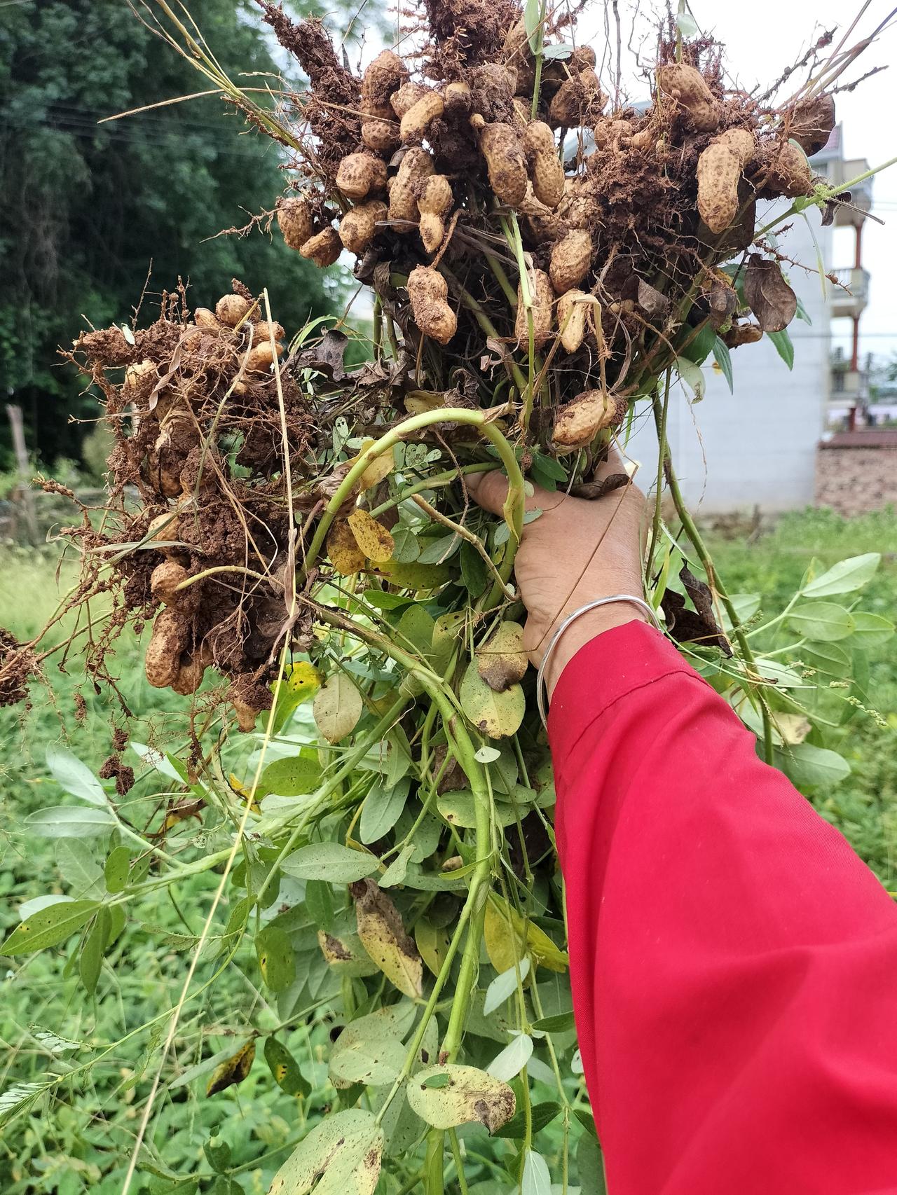 这是一只农村妇女劳动的手，拔了一下午的花生，手就好脏了，红色衣服袖子也脏了，看来