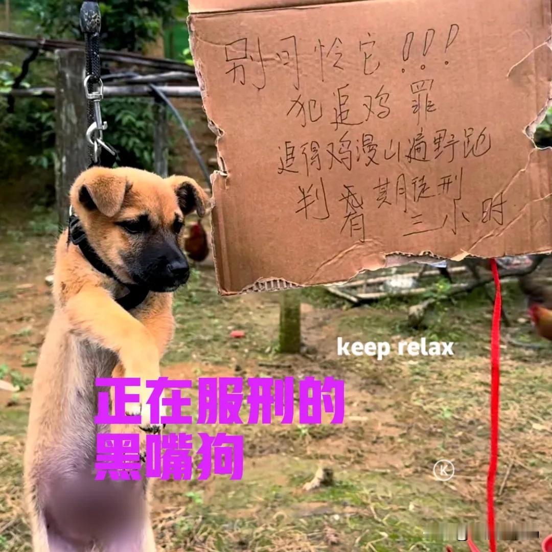 山上的养鸡场里，一只小狗被吊在了树上无法动弹。小狗的连只前脚交叉在胸前，眼神里透