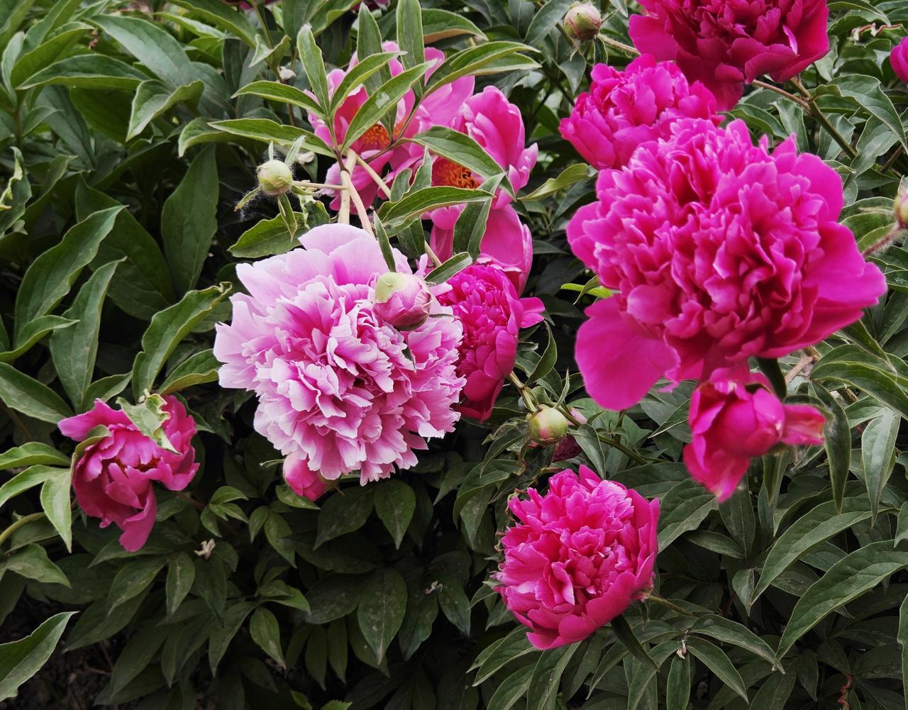 圆明园芍药花
