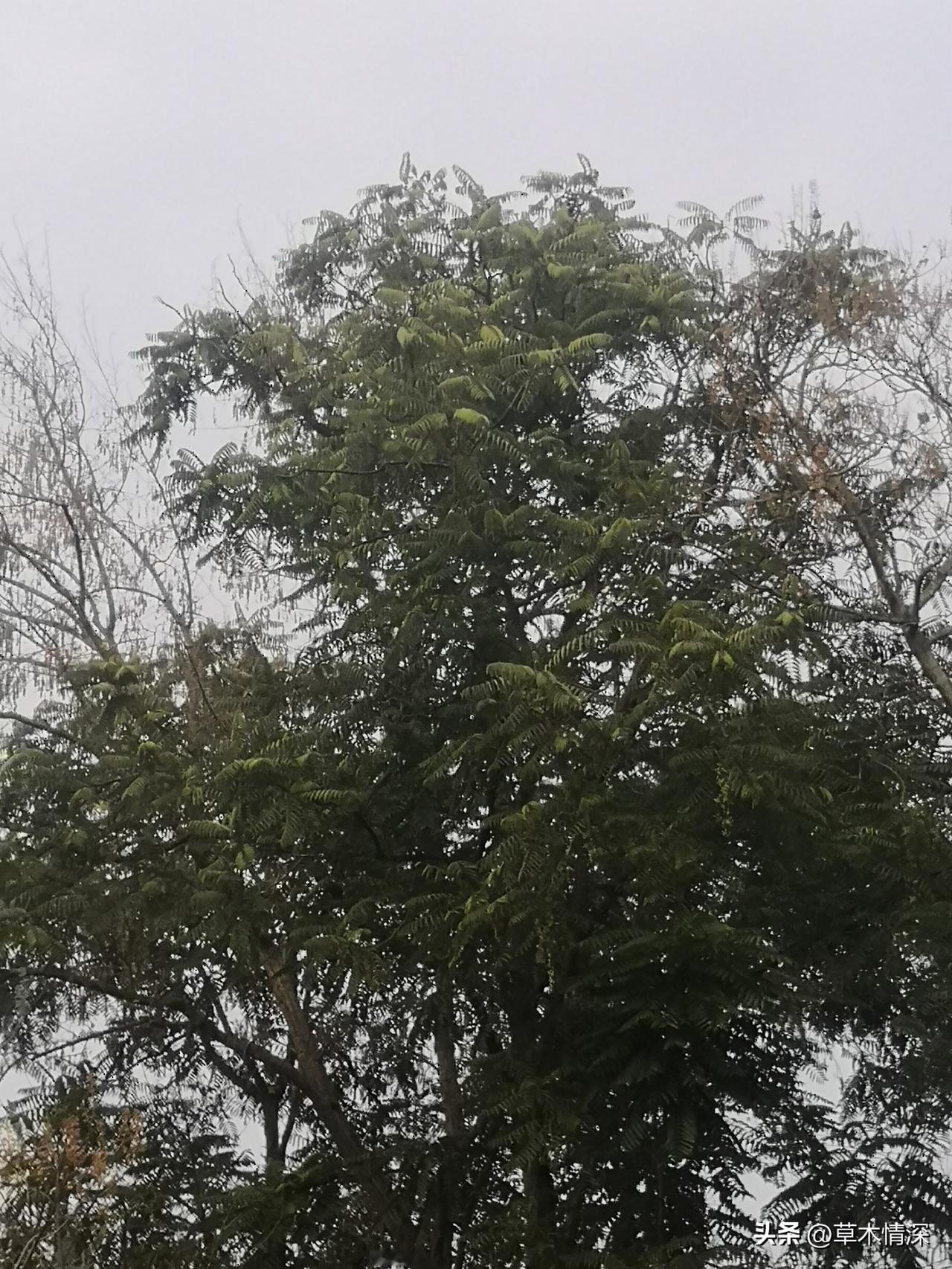 每年的冬至节正是热闹非凡，在城市还是在农村，有的人都喜欢羊肉汤和羊肉汤，确实是有