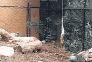 提问：谁能做到各平台都有血扑剧，三月三大平台三连扑，加上之前两部血扑剧一共五连扑