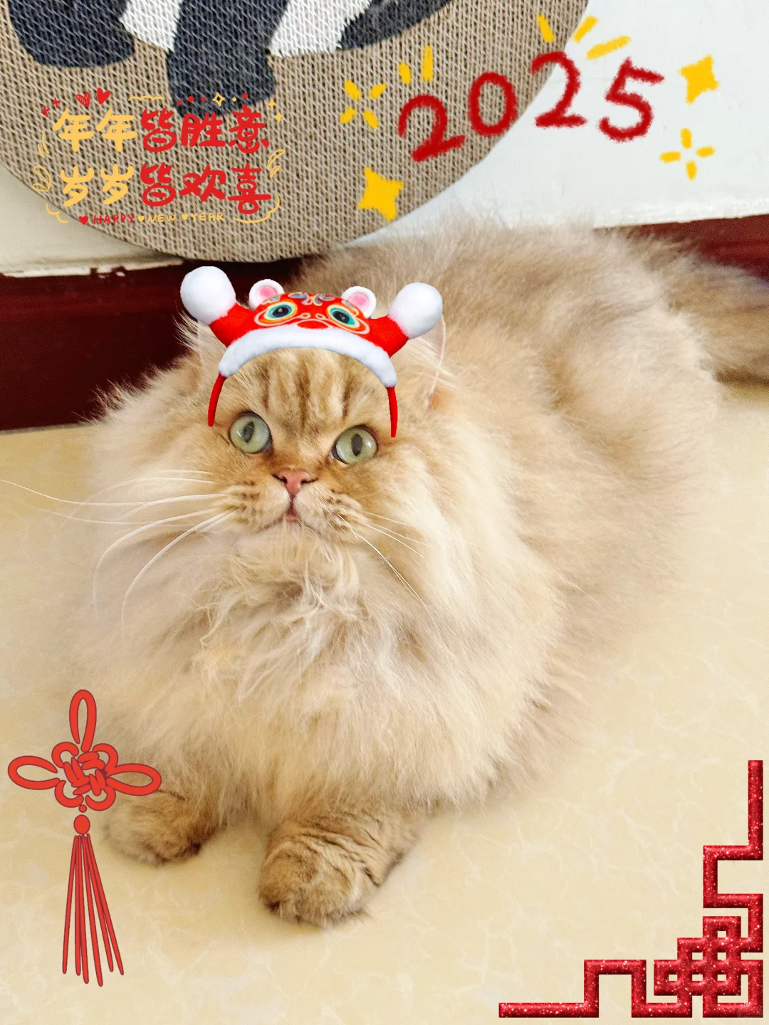 养猫 7 年私藏！猫咪选粮不踩雷秘诀