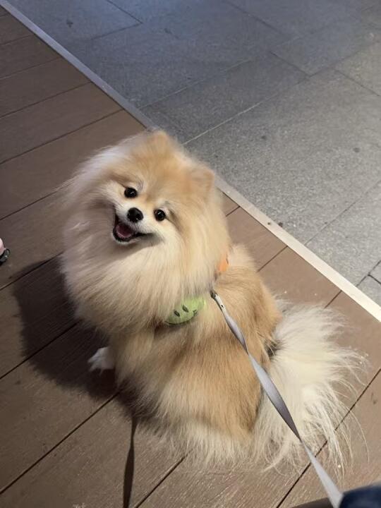 博美回眸！我的小狗越来越可爱了！！