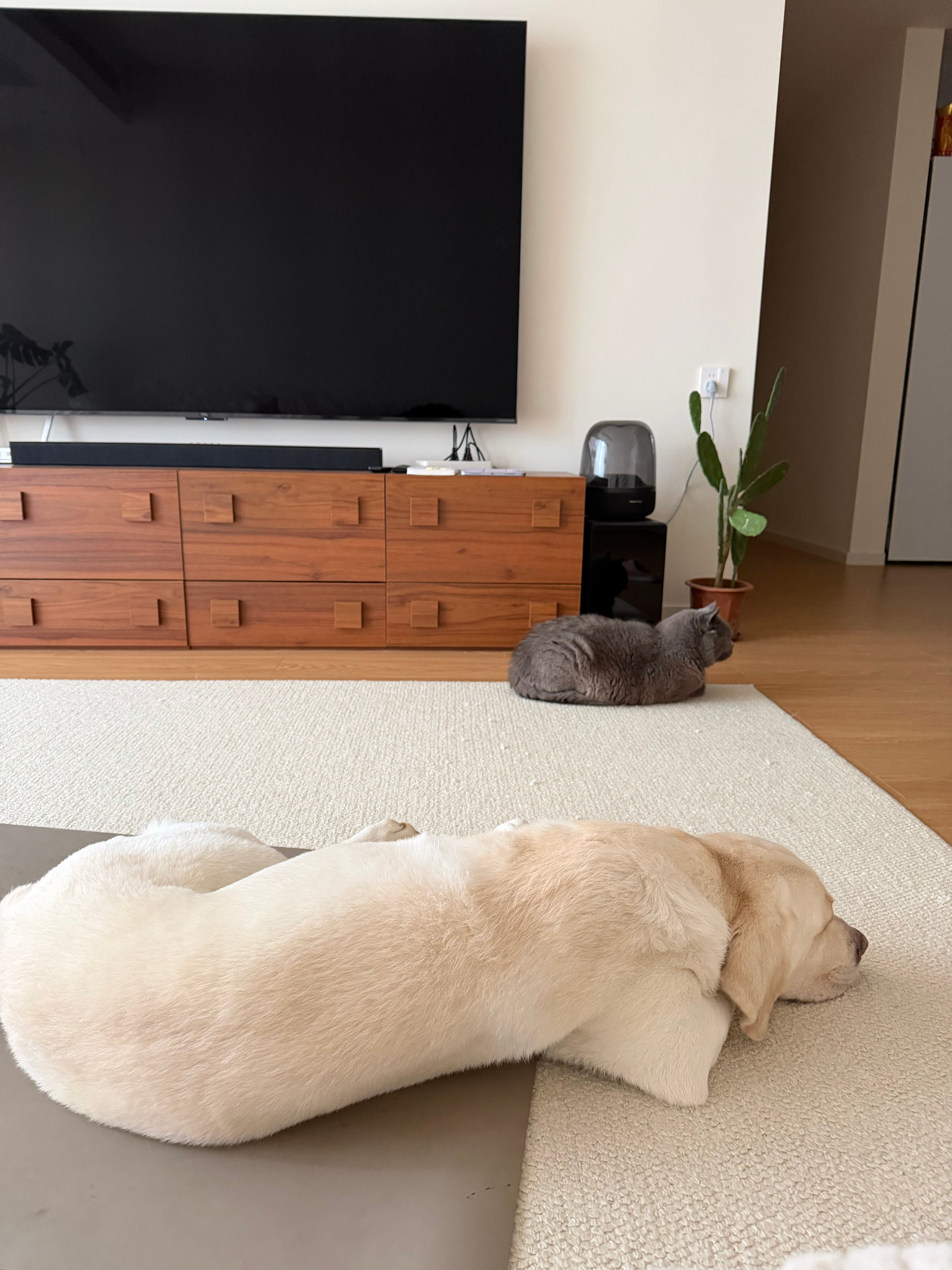 人蔫蔫的🥀 瑜伽垫铺好了 我的身体告诉我 需要在沙发瘫一下