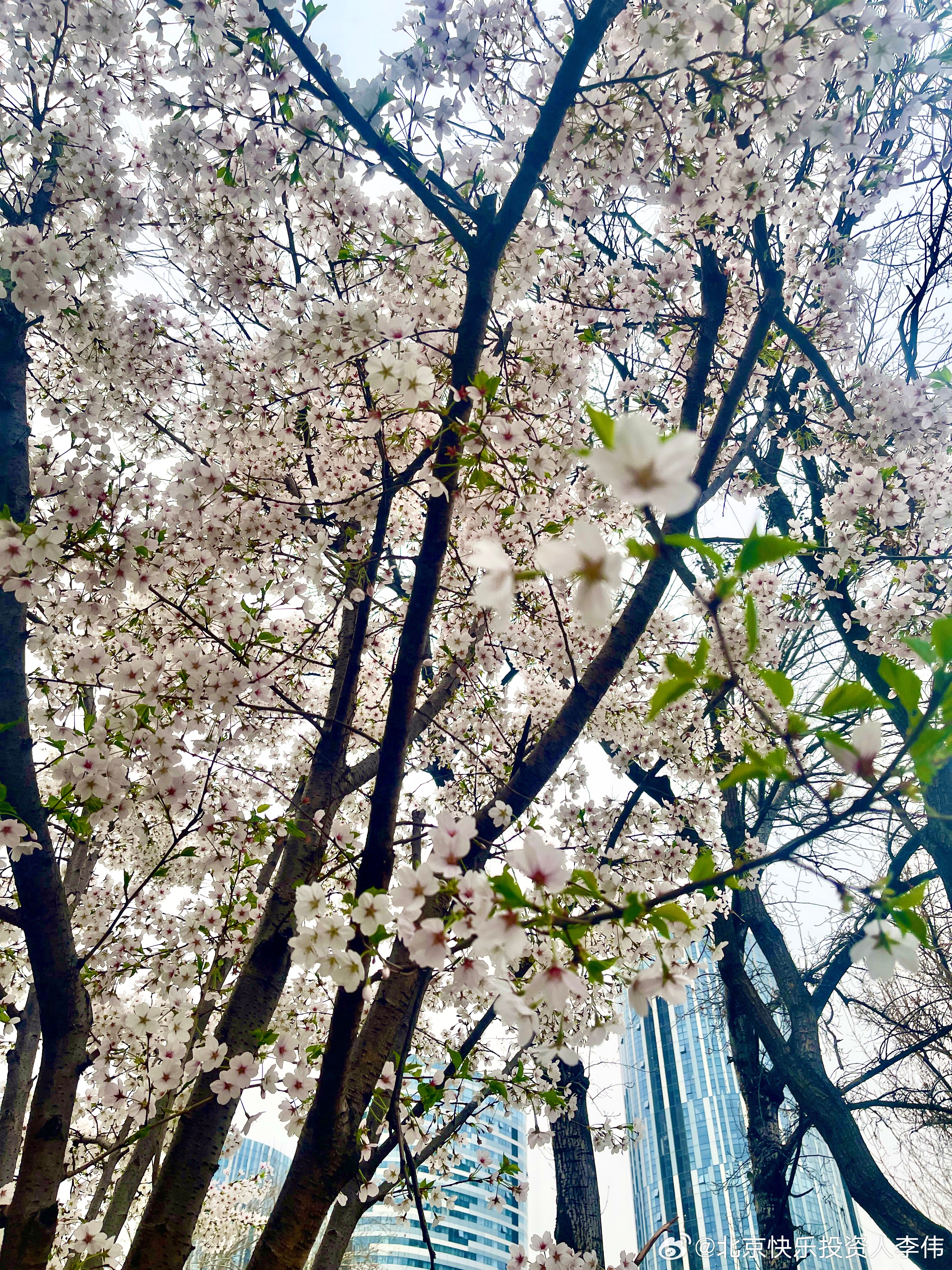 家门口的花海，阴天拍出来效果还差一点……大咖说财经北京生活你好三月 网页链接