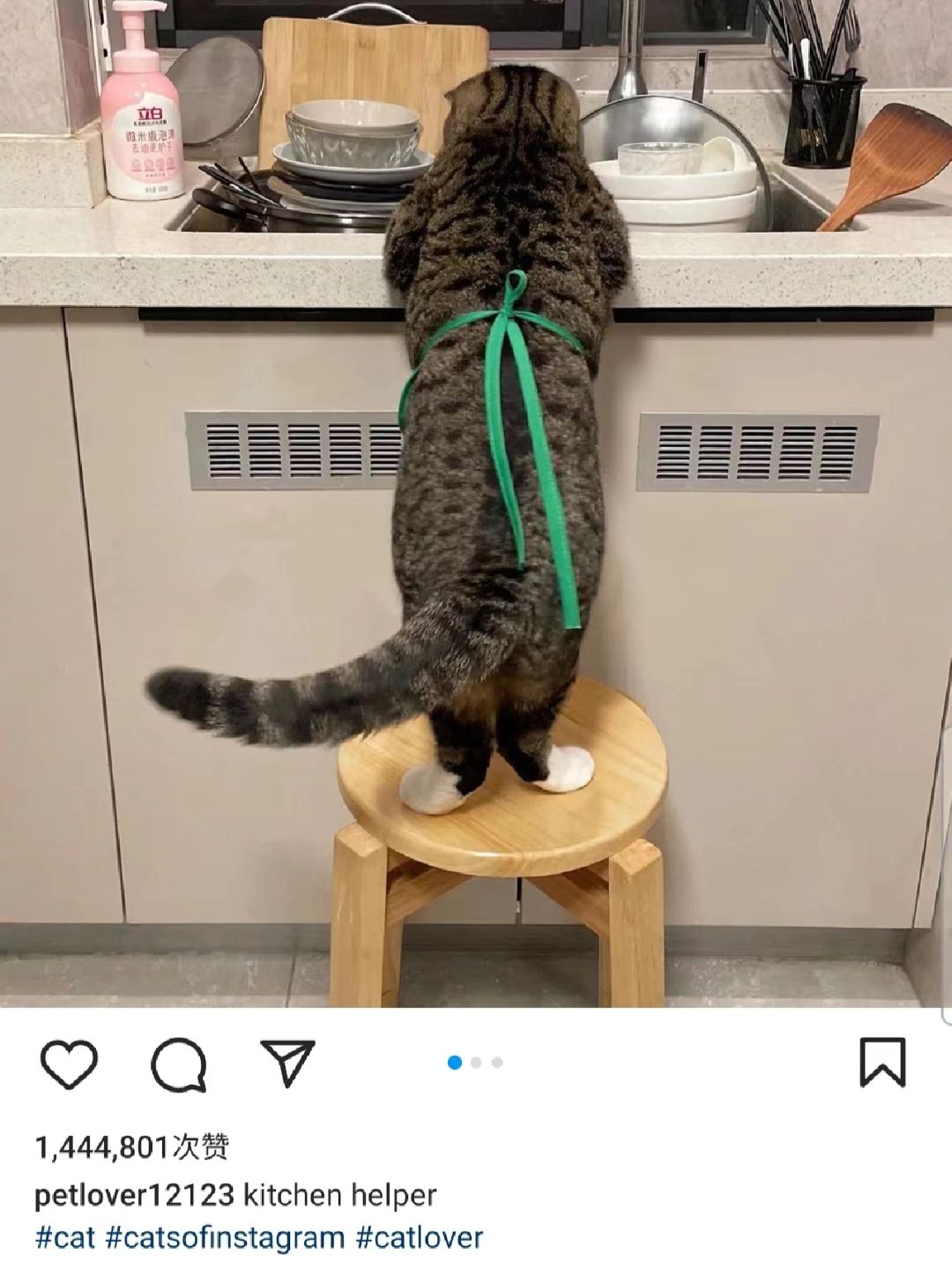 俺的小田园猫在国外居然有好几百w赞！